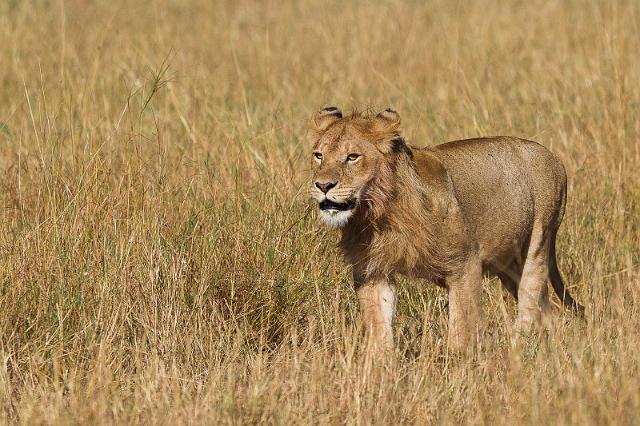 101 Tanzania, N-Serengeti, jong mannetje.jpg